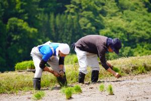 田植え