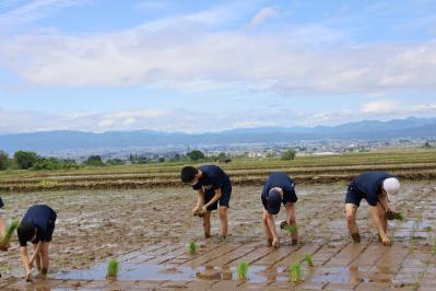 田植えの姿