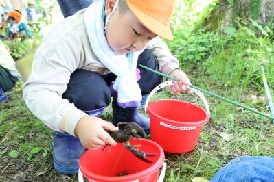 大きなウチダザリガニを持つ園児