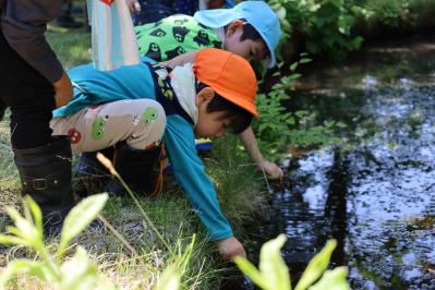 ザリガニを湖に戻す園児達