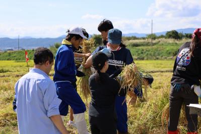 刈り取った稲を紐でまとめる様子