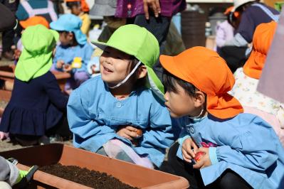 チューリップの球根植えをする園児