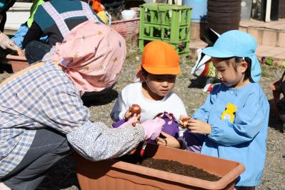 球根の向きを教えてもらう園児たち