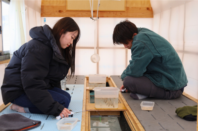 ワカサギ釣りの様子