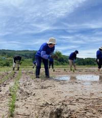 田植えの様子