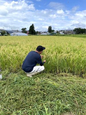 田んぼの様子