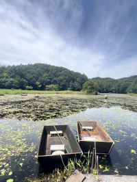 じゅんさい沼