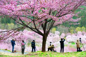 sakura_02
