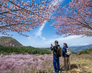 sakura_03