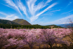 sakura_04