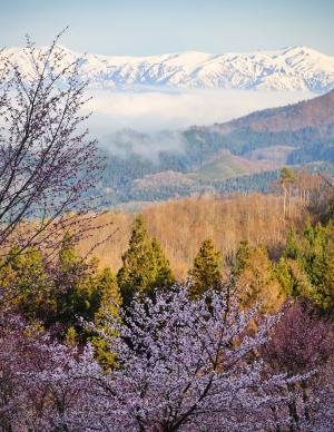 sakura_05