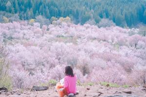 sakura_06
