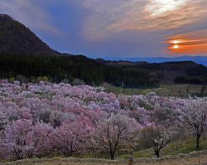 sakura_07