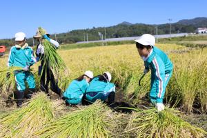 稲を刈るさくら小の児童たち