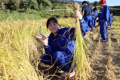 稲刈りをする生徒